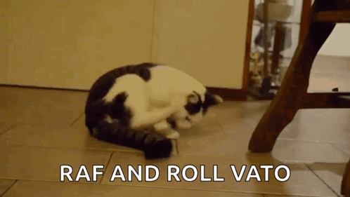 Somersaulting Cat Cool Cat GIF - Somersaulting Cat Cool Cat Koprollende Cat GIFs