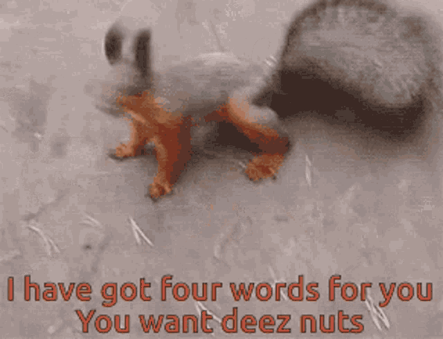 Squirrel I Have Got Words GIF - Squirrel I Have Got Words For You GIFs