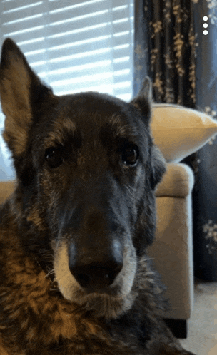 a close up of a dog laying on a couch looking at the camera
