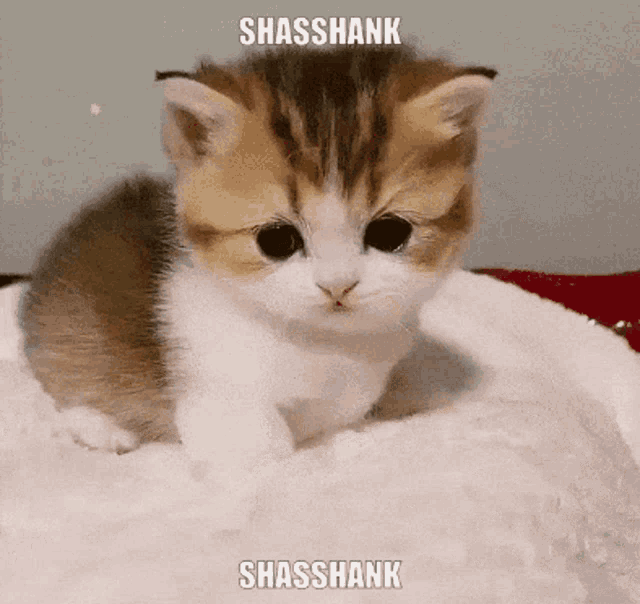 Shasshank Rana Shasshank As A Cat GIF - Shasshank Rana Shasshank As A Cat Susemk GIFs
