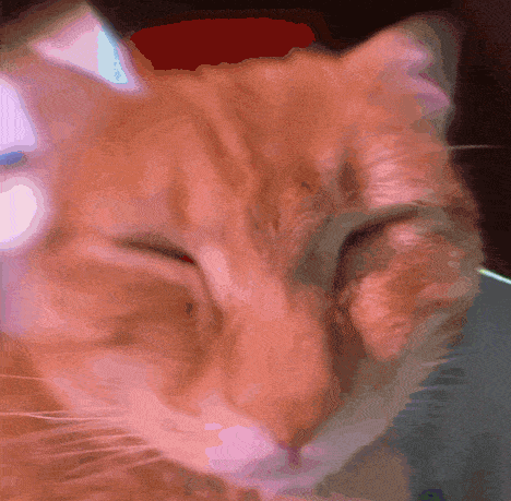 a close up of a cat 's face with a blurry background