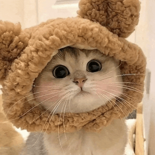 a cat is wearing a teddy bear hat and scarf .