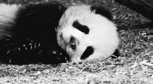 Panda Wake GIF - Panda Wake Up GIFs