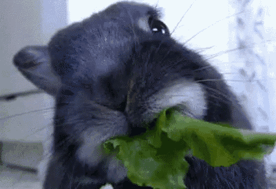 a close up of a rabbit eating a piece of lettuce .