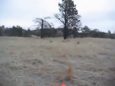 Nobody Cares About The Big Horn Sheep! GIF - Nobody Cares Orange Jacket GIFs