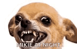 a close up of a chihuahua with its mouth open and the words `` mikie at night '' written on it .