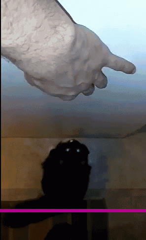 Cat Leaping GIF - Cat Leaping GIFs