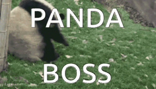 Pandaboss Boss GIF - Pandaboss Boss Panda GIFs