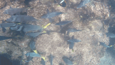 a fish with a yellow tail is swimming in the water near a rock