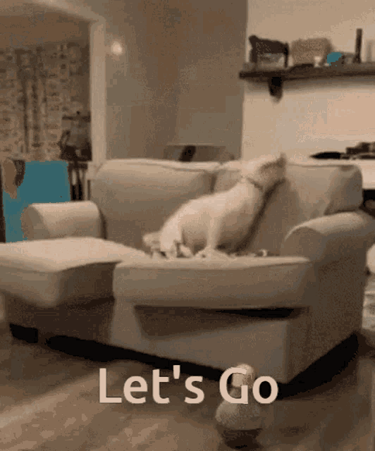 a dog laying on a couch with the words let 's go written on the floor