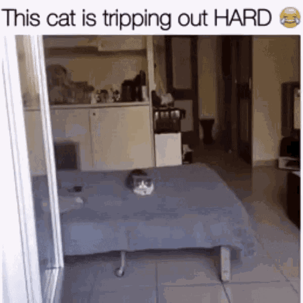 Cat Tripping GIF - Cat Tripping GIFs