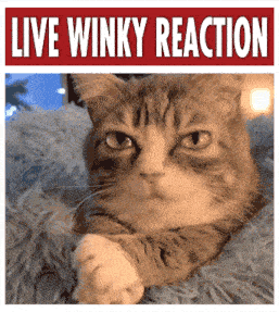 a cat is laying on a blanket under a sign that says " live winky reaction "