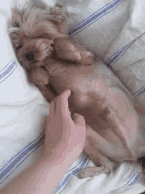 a small dog is laying on its back on a bed being petted by a person 's hand