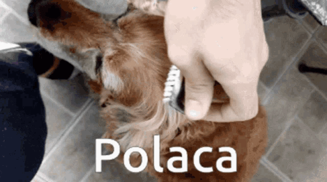 a person brushes a dog 's hair with the word polaca on the bottom right