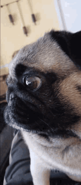 a close up of a pug dog 's face with a yellow wall in the background