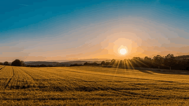 the sun shines brightly through the trees in a field