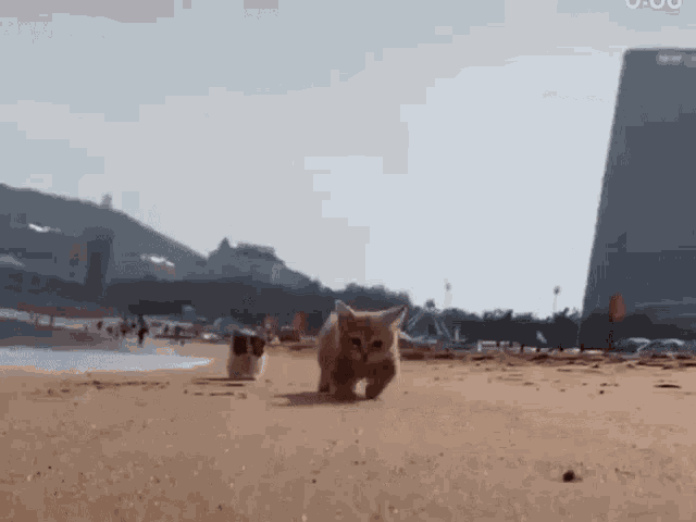 two cats are running on a sandy beach near a building .