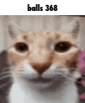 a close up of a cat 's face with the words `` balls 368 '' written on it .