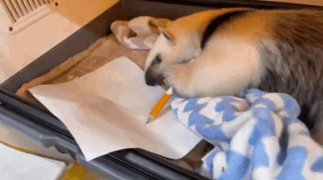 an anteater is writing on a piece of paper with a pencil in its mouth .