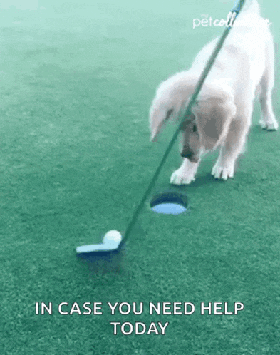 a dog is putting a golf ball into a hole with a golf club .