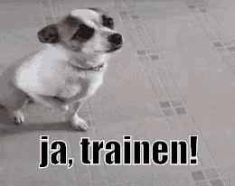 a small dog is running on a treadmill with the words `` ja , trainen ! '' above it .