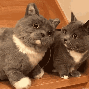 two stuffed cats are sitting on top of a wooden staircase .