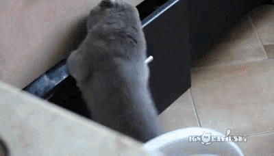 Cat Naughty GIF - Cat Naughty Caught GIFs