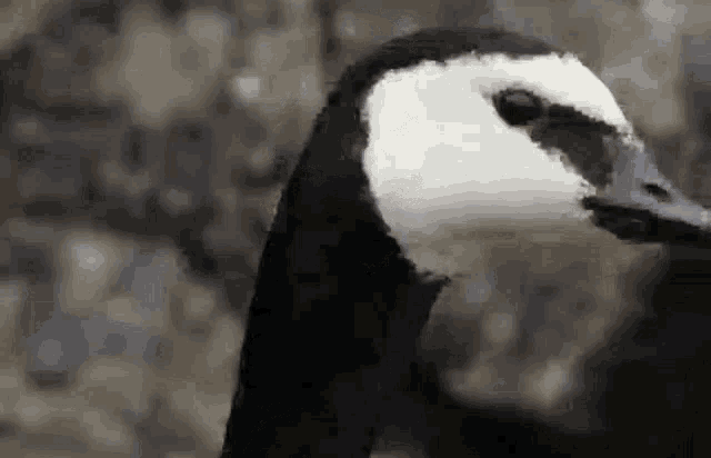 What The Goose GIF - What The Goose What GIFs