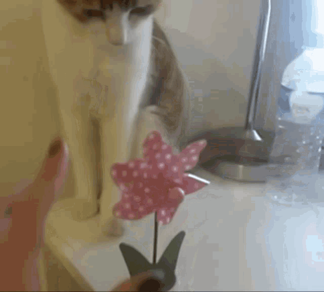 Cat Drop Cat Push GIF - Cat Drop Cat Push Cat Fail GIFs