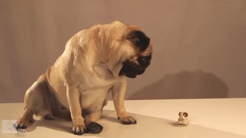 Pop GIF - Dogs Toys Pugs GIFs