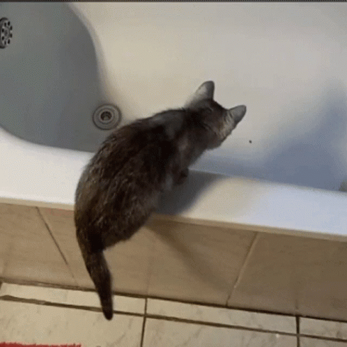 Tub Falling GIF - Tub Falling Cats GIFs