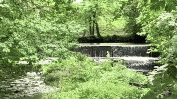 a small waterfall is surrounded by trees in a forest