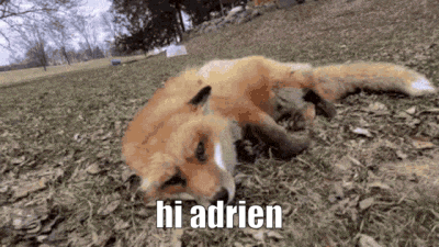 a fox is laying on its back in the grass with the words `` hi adrien '' written on it .