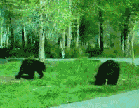 two bears are standing in the grass near a path