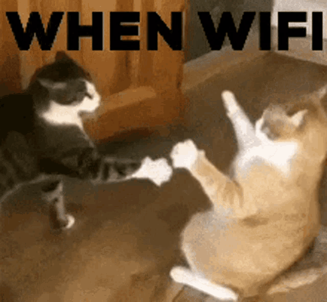 When Wifi Cat GIF - When Wifi Cat Bannedhours GIFs