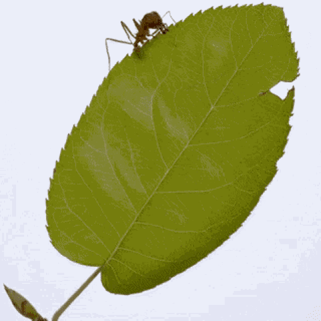 Ants Hormigas GIF - Ants Hormigas Leaves GIFs