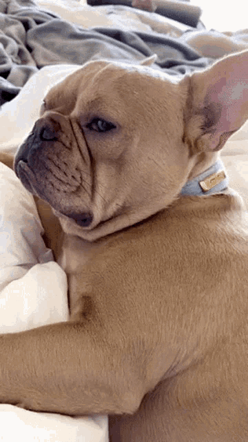 a close up of a dog laying on a bed with a tag that says ' i love you ' on it