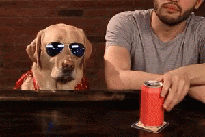 Dog Sunglasses GIF - Dog Sunglasses Looking GIFs