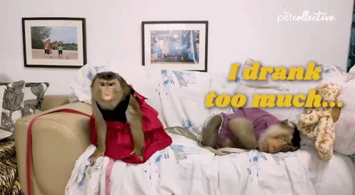 I Drank Too Much The Pet Collective GIF - I Drank Too Much The Pet Collective Im Drunk GIFs