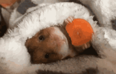 a hamster is wrapped in a blanket and holding a carrot .