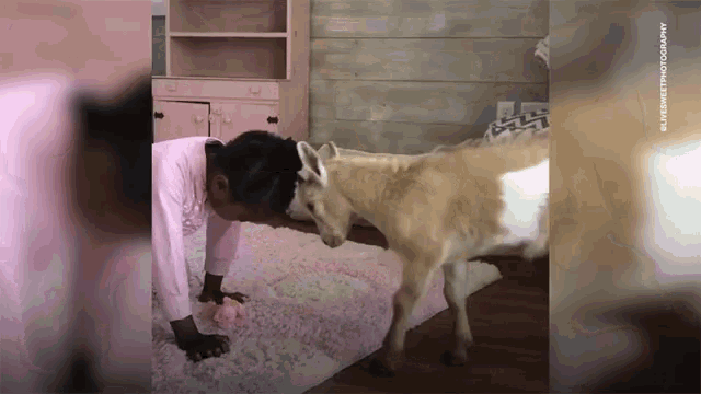 Goat Little Girl GIF - Goat Little Girl Playing GIFs