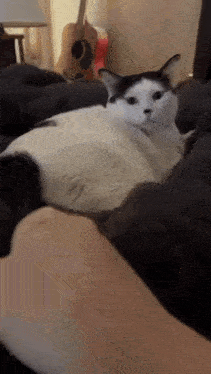 a black and white cat is laying on top of a person 's shoulder .