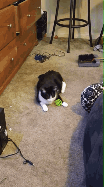 a black and white cat is playing with a green toy