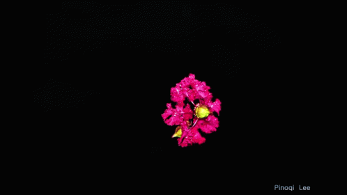 In The Dark Flower GIF - In The Dark Flower Pinoqi Lee GIFs
