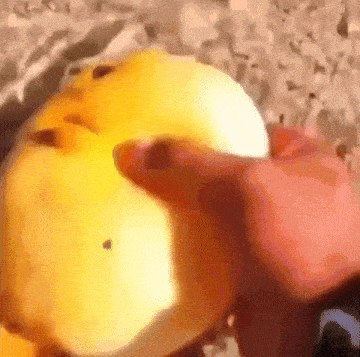 a close up of a person 's hand holding a yellow apple .