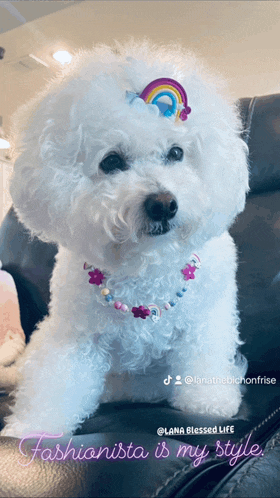 a small white dog wearing a necklace and a hair clip
