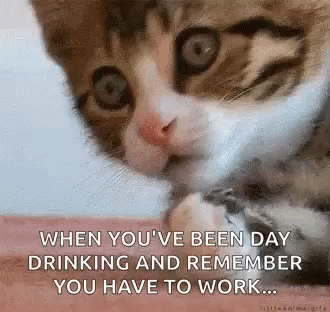 When Youve Been Day Drinking And Remember You Have To Work Kitty GIF - When Youve Been Day Drinking And Remember You Have To Work Kitty Kitten GIFs