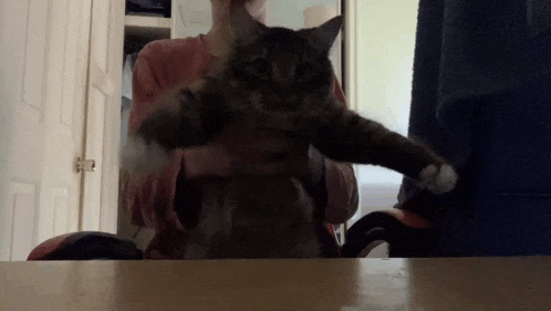 a person is holding a cat in their arms and the cat is looking at the camera .