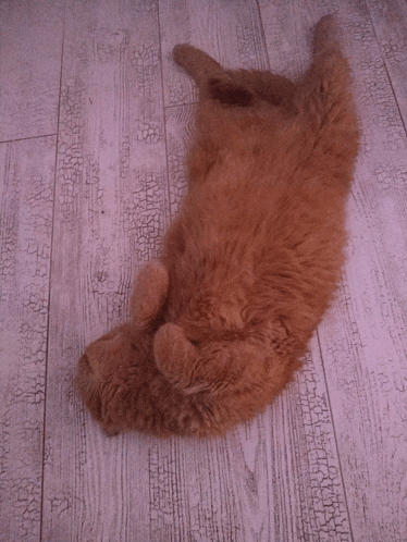 a fluffy brown cat laying on its back on a wooden floor