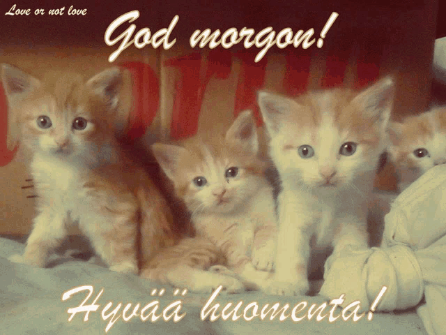 a group of kittens sitting next to each other with the words god morgon written on the bottom